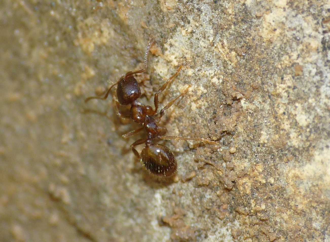 Forda formicaria, ospite formiche Aphaenogaster subterranea